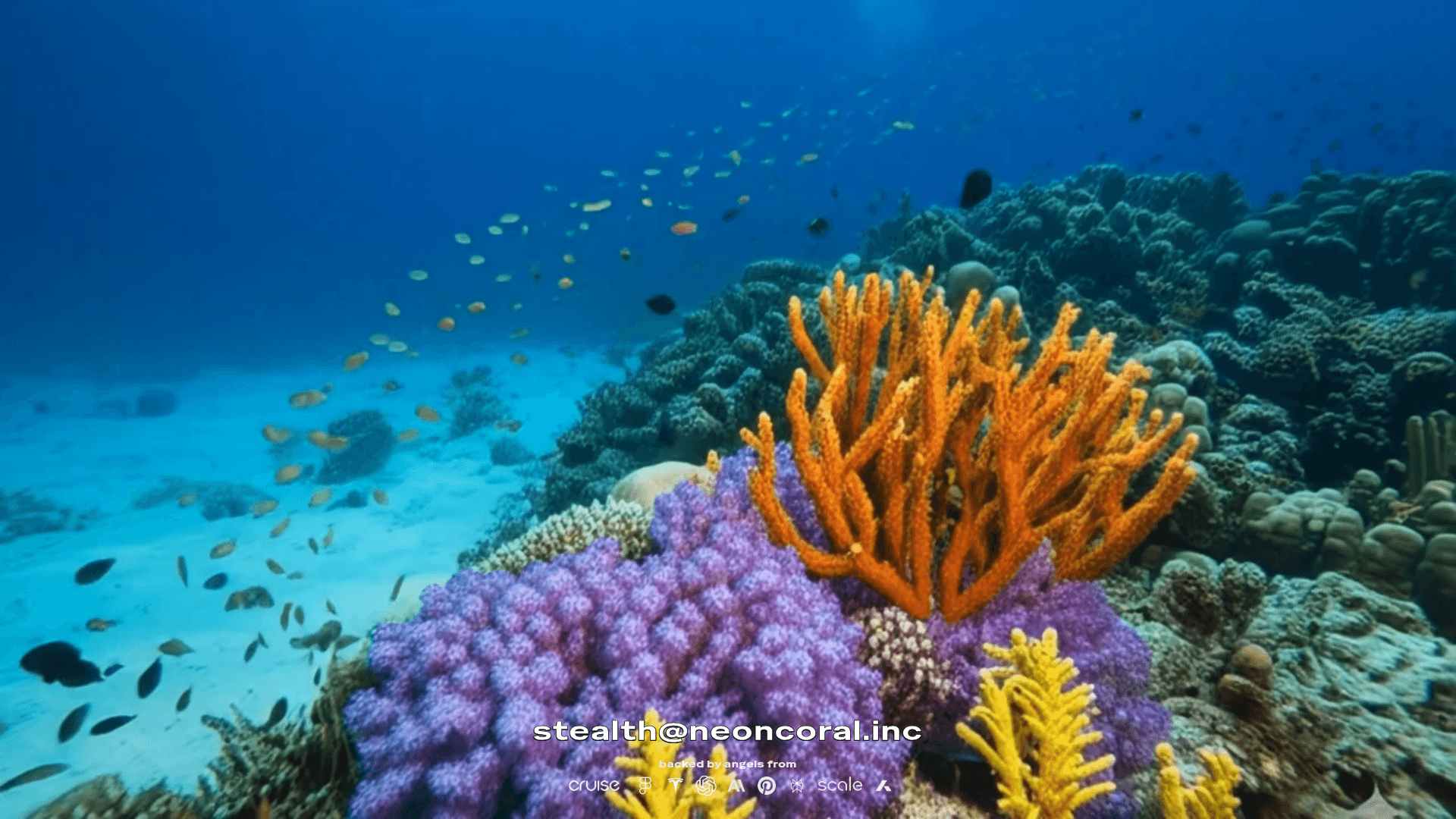 neoncoral screenshot